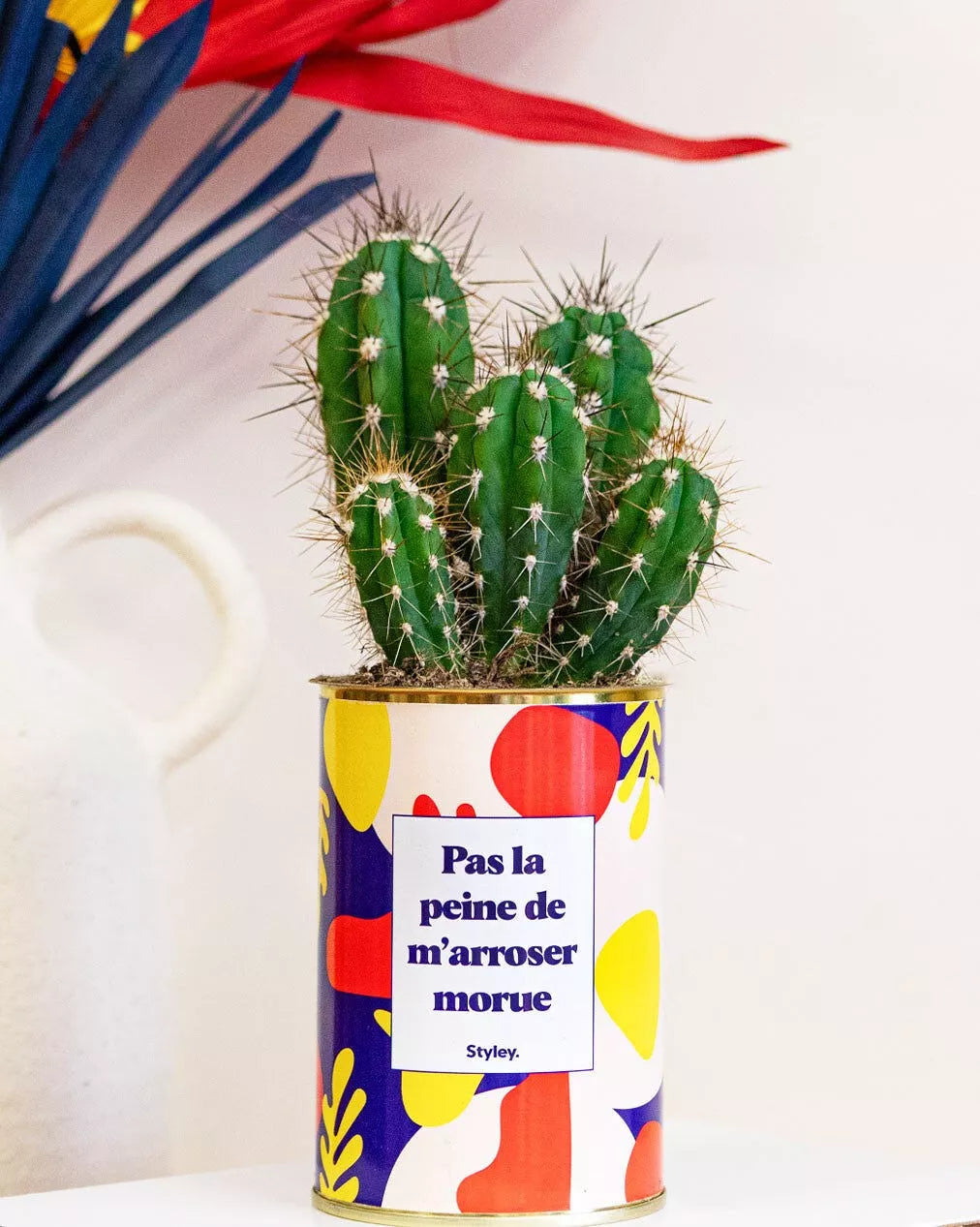 Cactus "Pas la peine de m'arroser morue"