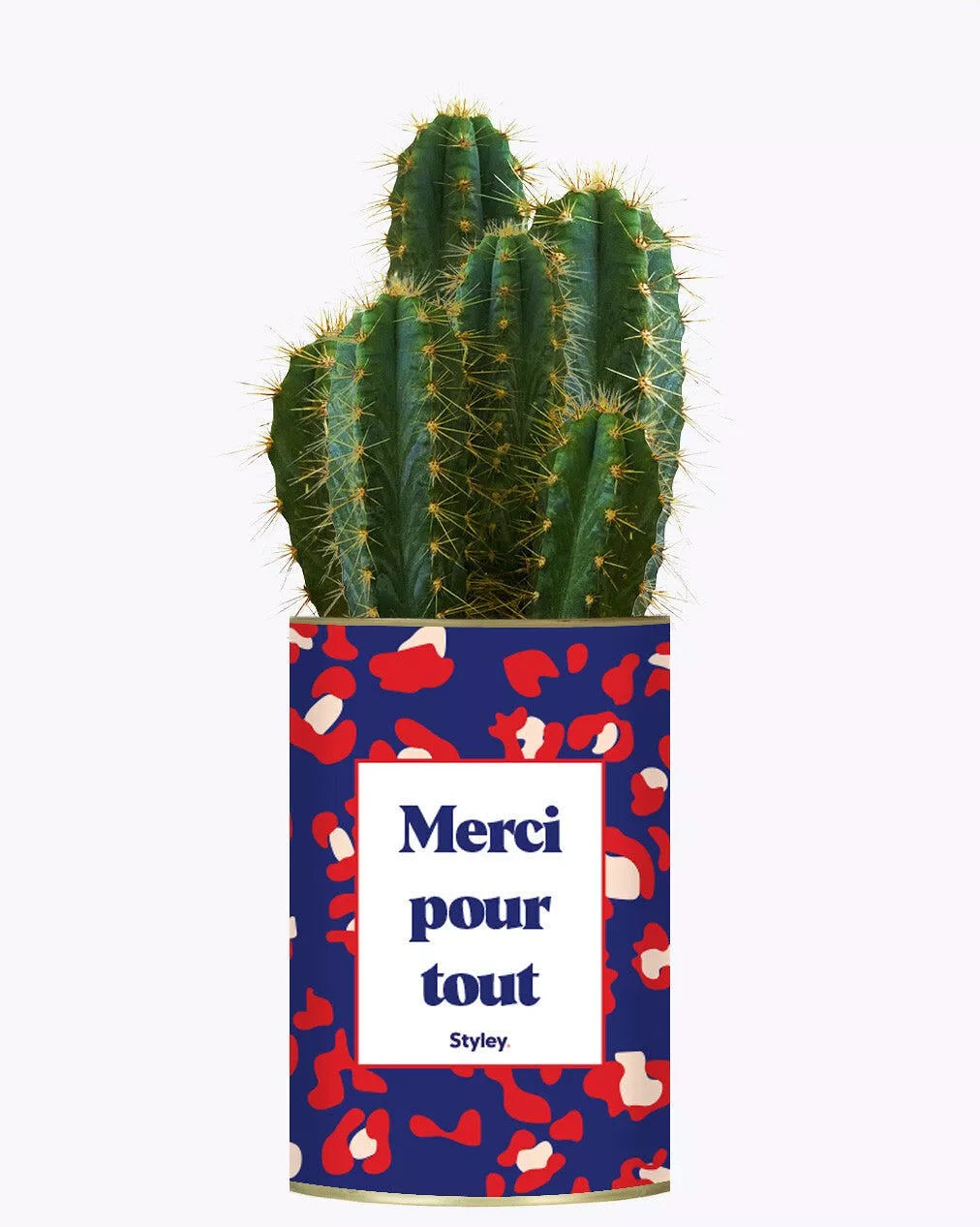 Cactus à messages