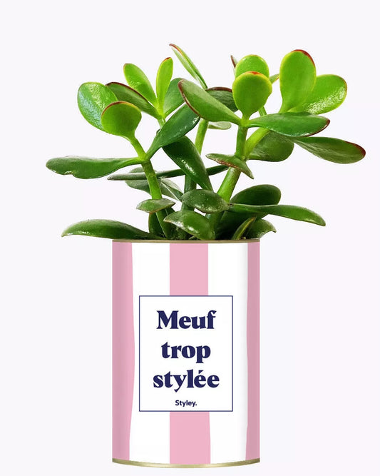 Cactus "Meuf trop stylée"