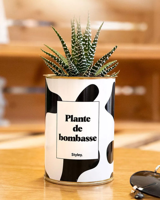 Cactus "Plante de bombasse"